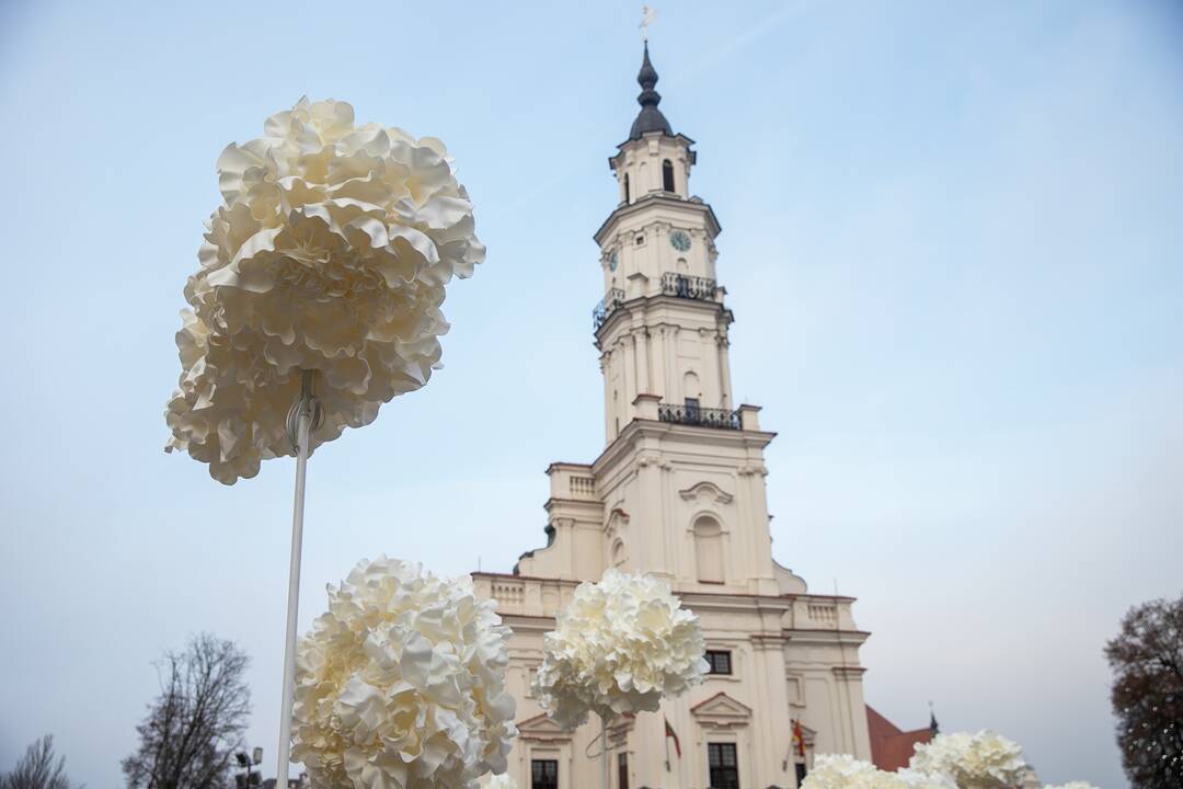 Kauno kalėdinės eglutės pristatymas