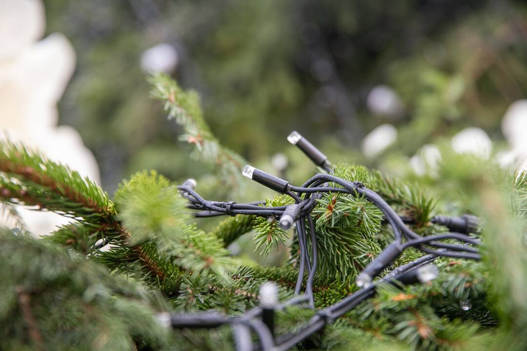 Kauno kalėdinės eglutės pristatymas