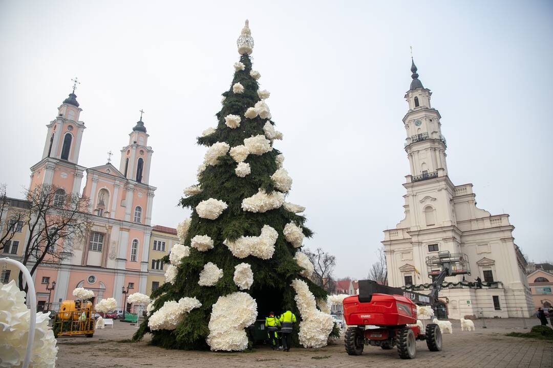 Kauno kalėdinės eglutės pristatymas