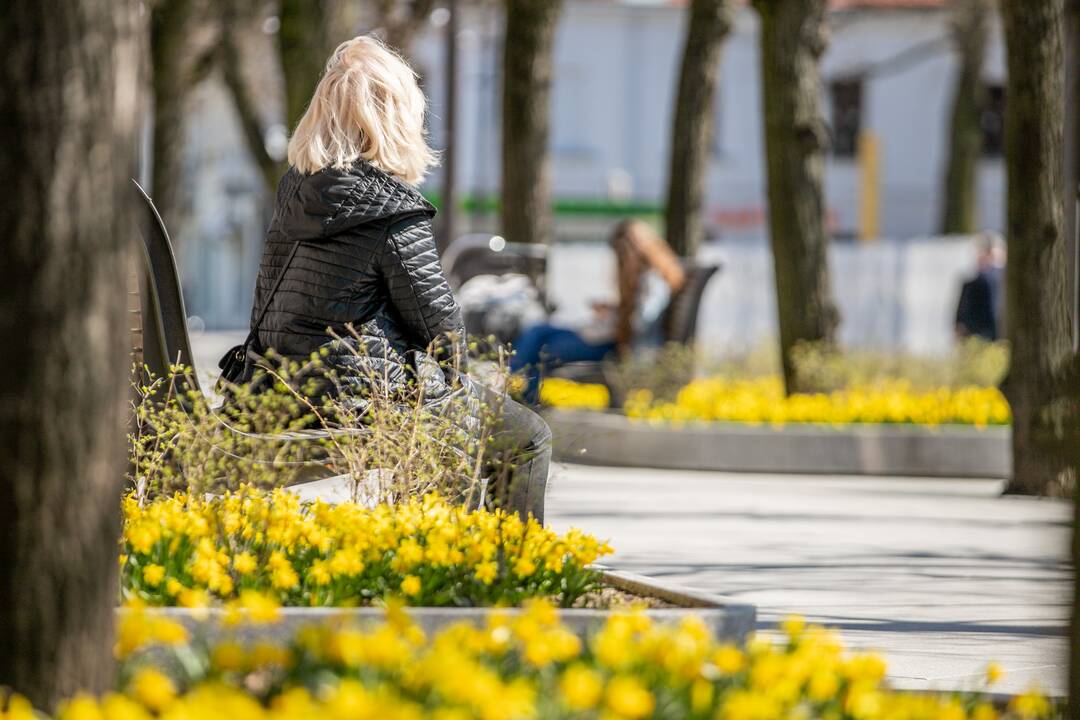 Laisvės alėjoje jau geltonuoja narcizai