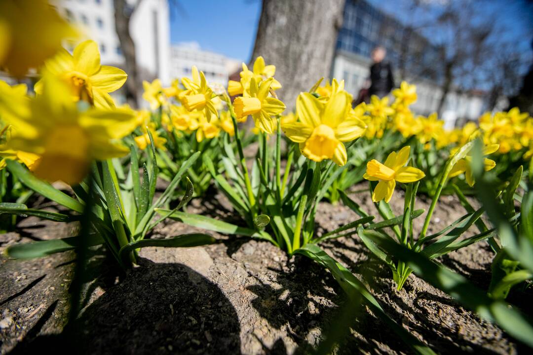 Laisvės alėjoje jau geltonuoja narcizai