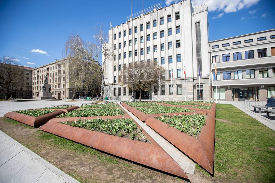 Laisvės alėjoje jau geltonuoja narcizai