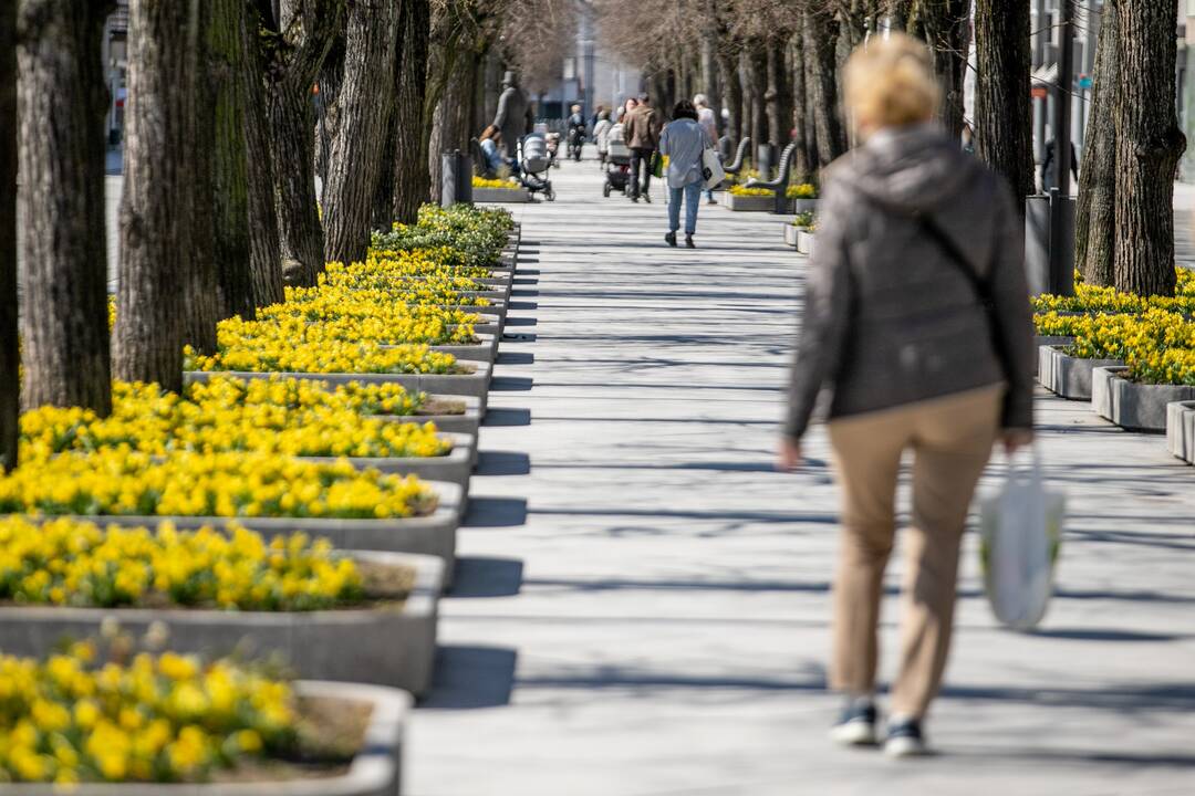Laisvės alėjoje jau geltonuoja narcizai
