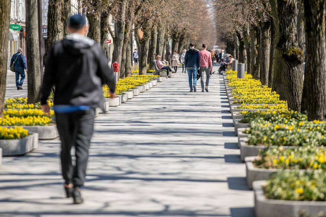 Laisvės alėjoje jau geltonuoja narcizai
