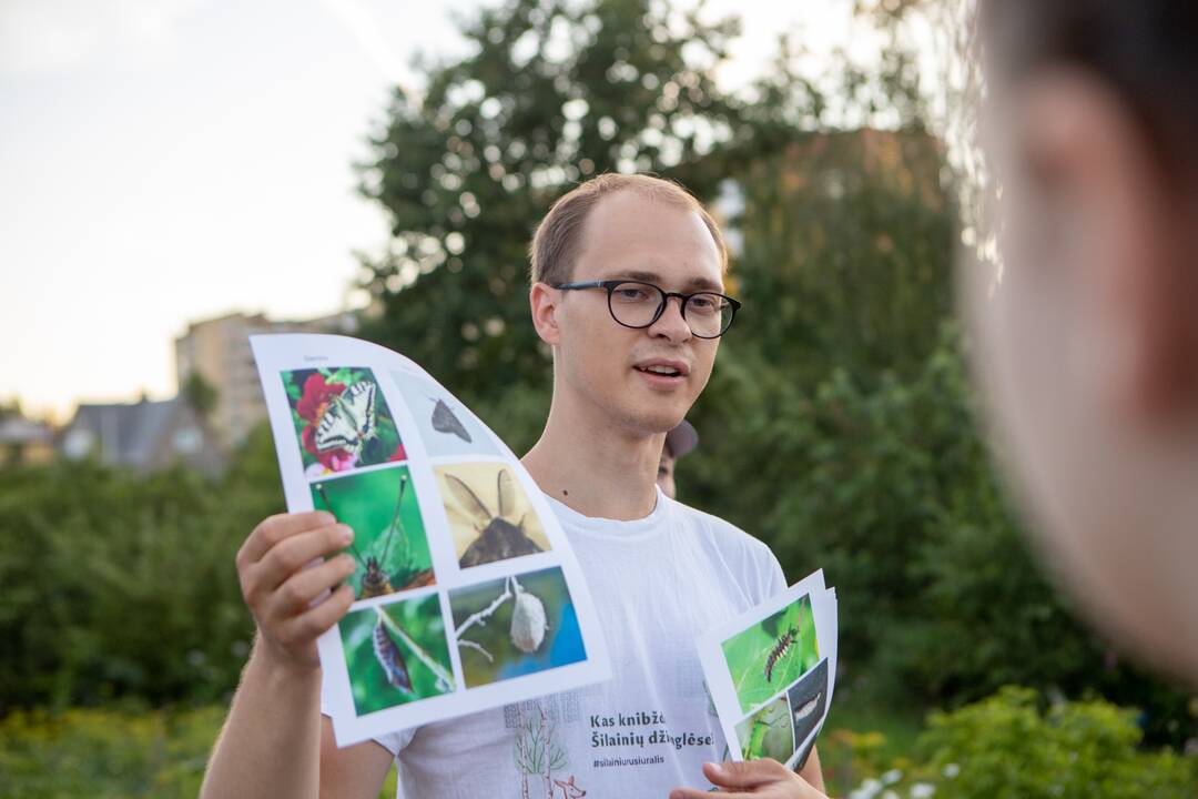 Drugelių paieškos Šilainiuose