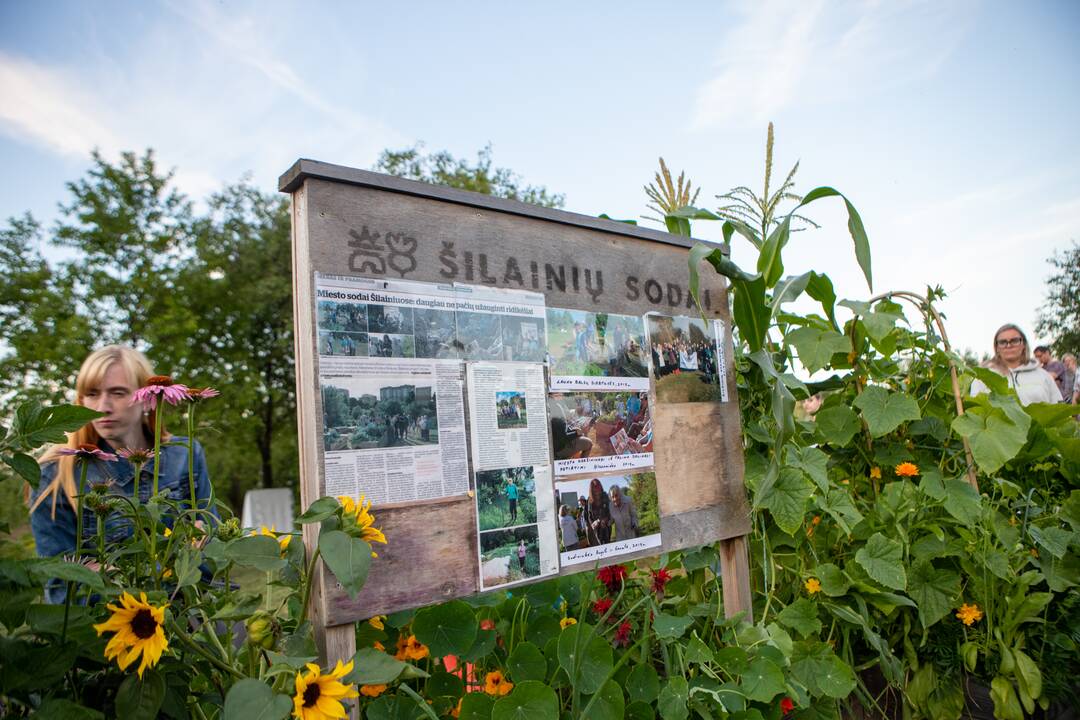 Drugelių paieškos Šilainiuose
