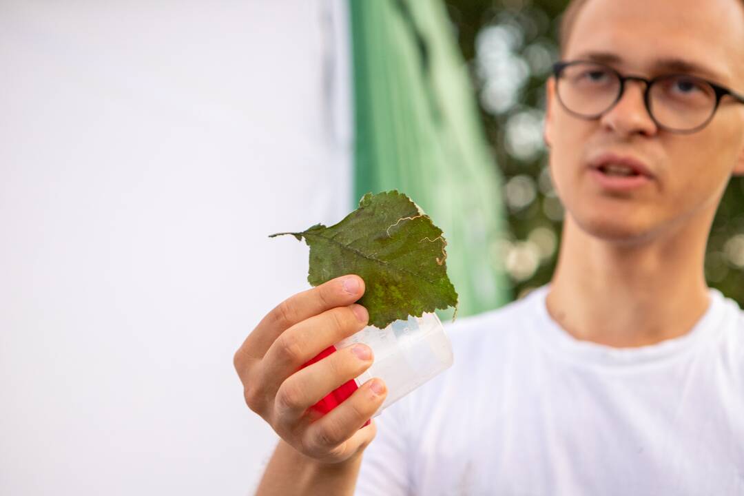 Drugelių paieškos Šilainiuose