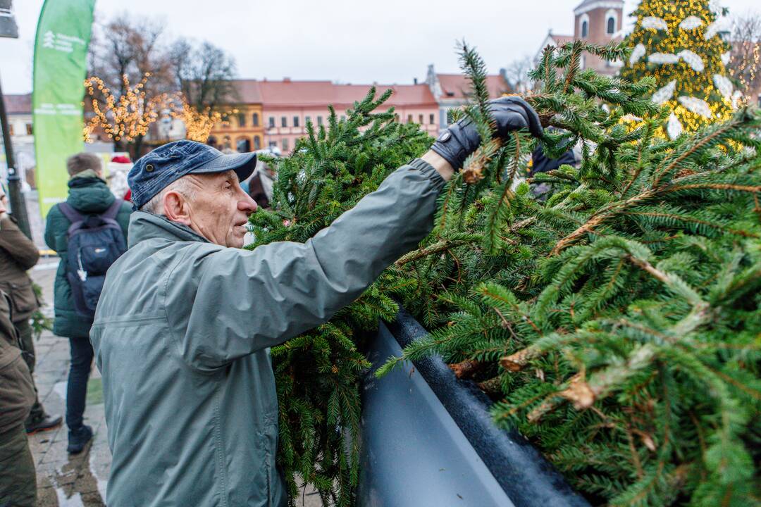 Kaune dalinamos nemokamos eglių šakos