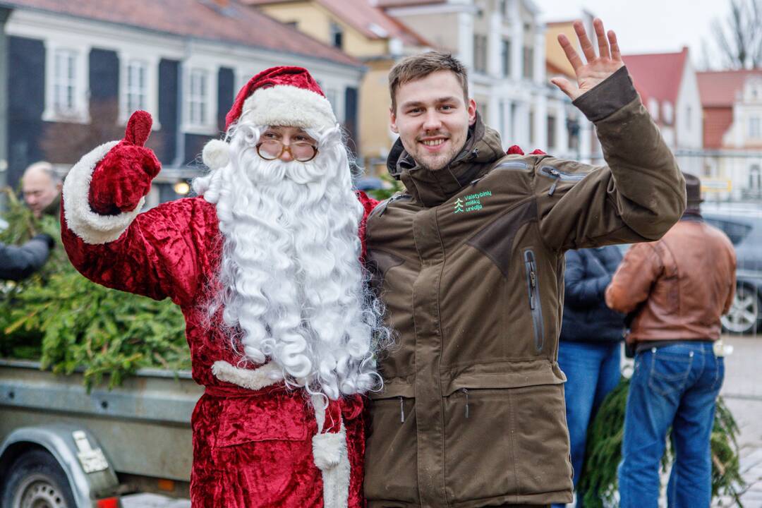 Kaune dalinamos nemokamos eglių šakos