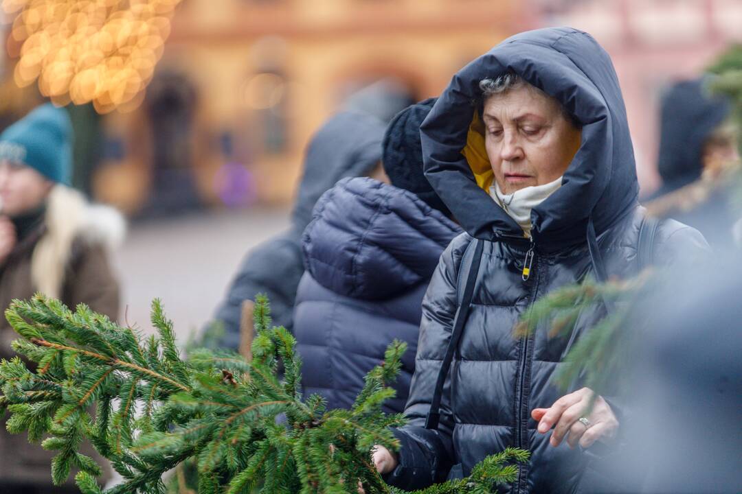 Kaune dalinamos nemokamos eglių šakos