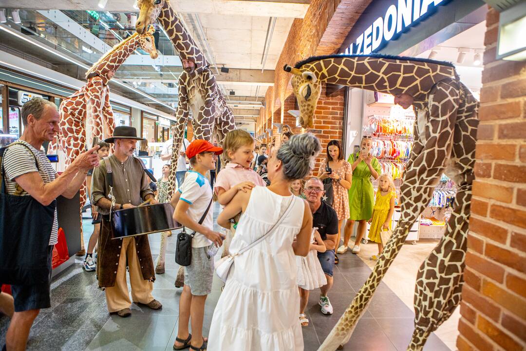 Festivalio „ConTempo“ žirafos aplankė Kauno „Akropolį“