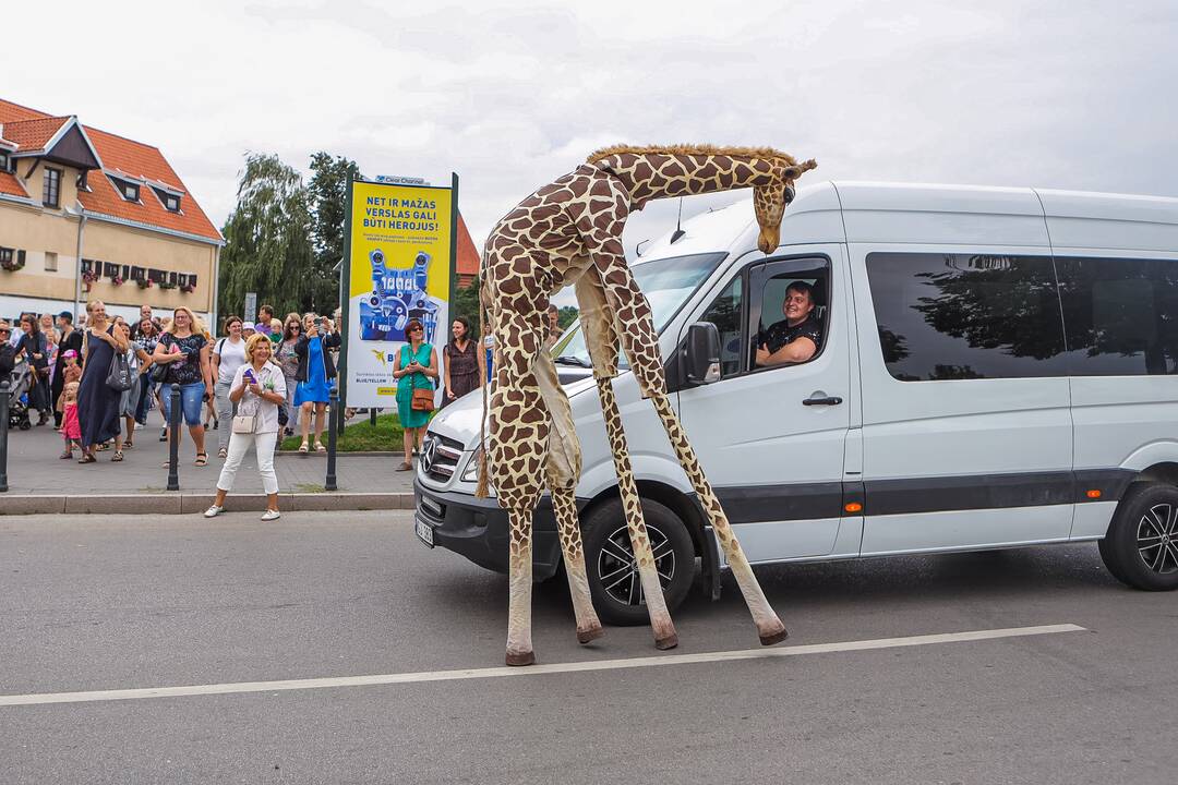 Kauniečius džiugina festivalio „ConTempo“ žirafos