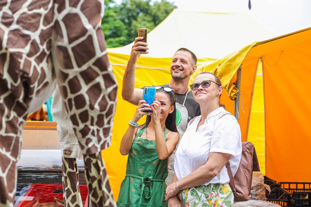 Kauniečius džiugina festivalio „ConTempo“ žirafos