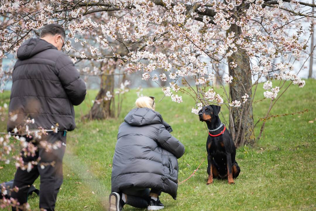 Vilniečiai grožisi pražydusiomis sakuromis