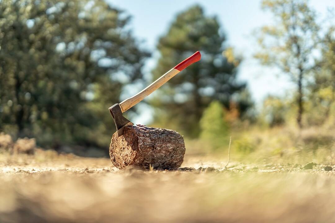Miškų sergėtojai Vyriausybės prašo nedidinti jų kirtimų normos