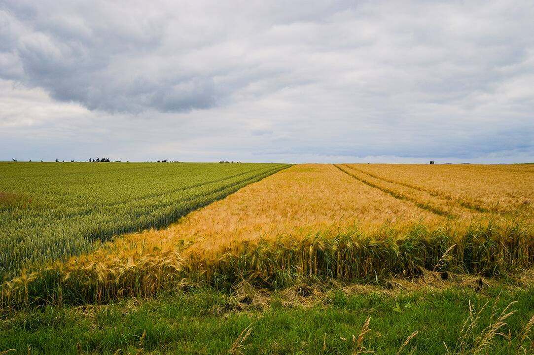 ŽŪM laikinai stabdo reikalavimą atkurti daugiametes pievas