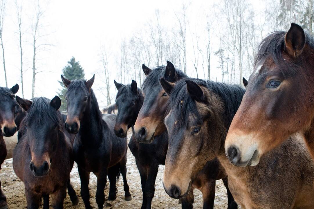 „Lietuvos žirgyno“ skandalas tęsiasi: ŽŪM kreipėsi į Generalinę prokuratūrą