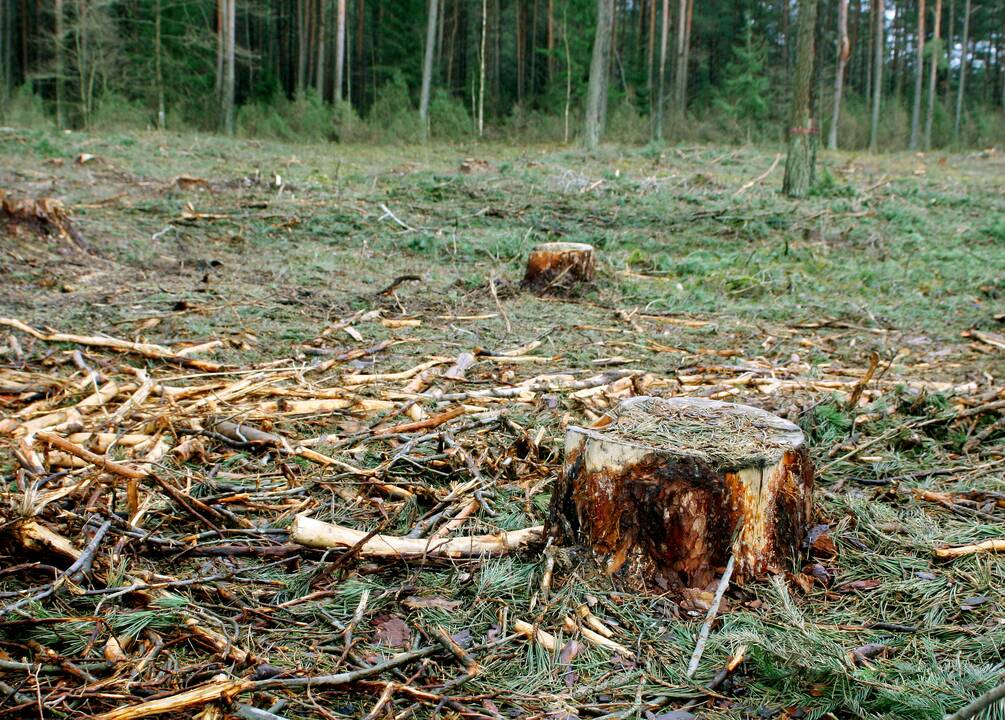 Seime – diskusijos dėl valstybinių parkų miškų kirtimų