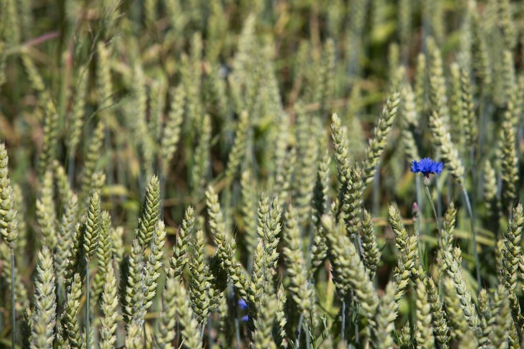 Karas kelia vis didesnę įtampą grūdų rinkoje: gresia deficitas