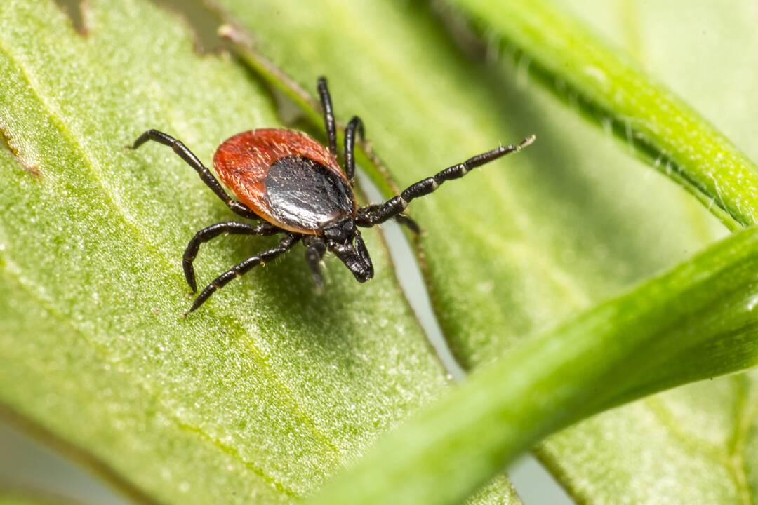 Pavojus: erkės būna aktyvios ir labai anksti pavasarį, o erkiniu encefalitu net 90 proc. atvejų žmonės užsikrečia birželio–spalio mėnesiais.