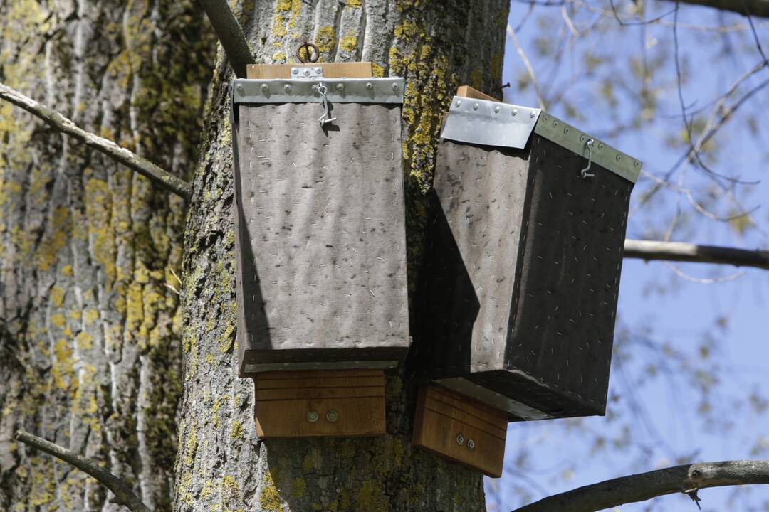 Įdomumas: kai kurie uostamiesčio gyventojai nustebo medžiuose pastebėję keistas dėžes.