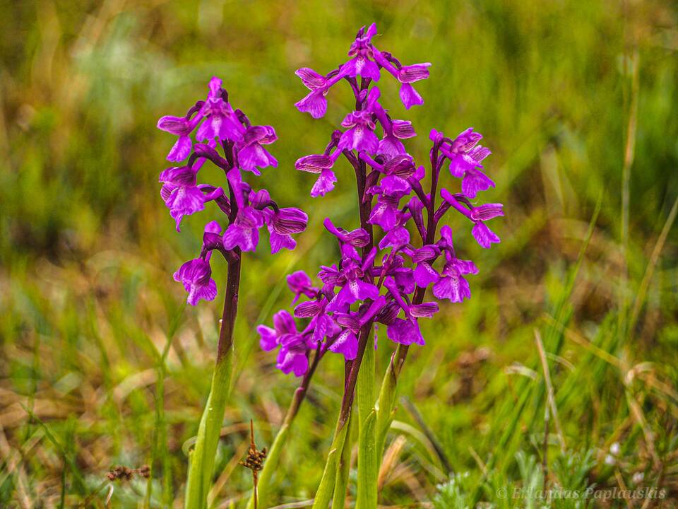 Įspėjimas: gamtininkai Lietuvos viduryje užfiksavo piktybiškų brakonierių pėdsakus – iš gamtos masiškai grobiami reti orchidiniai augalai.