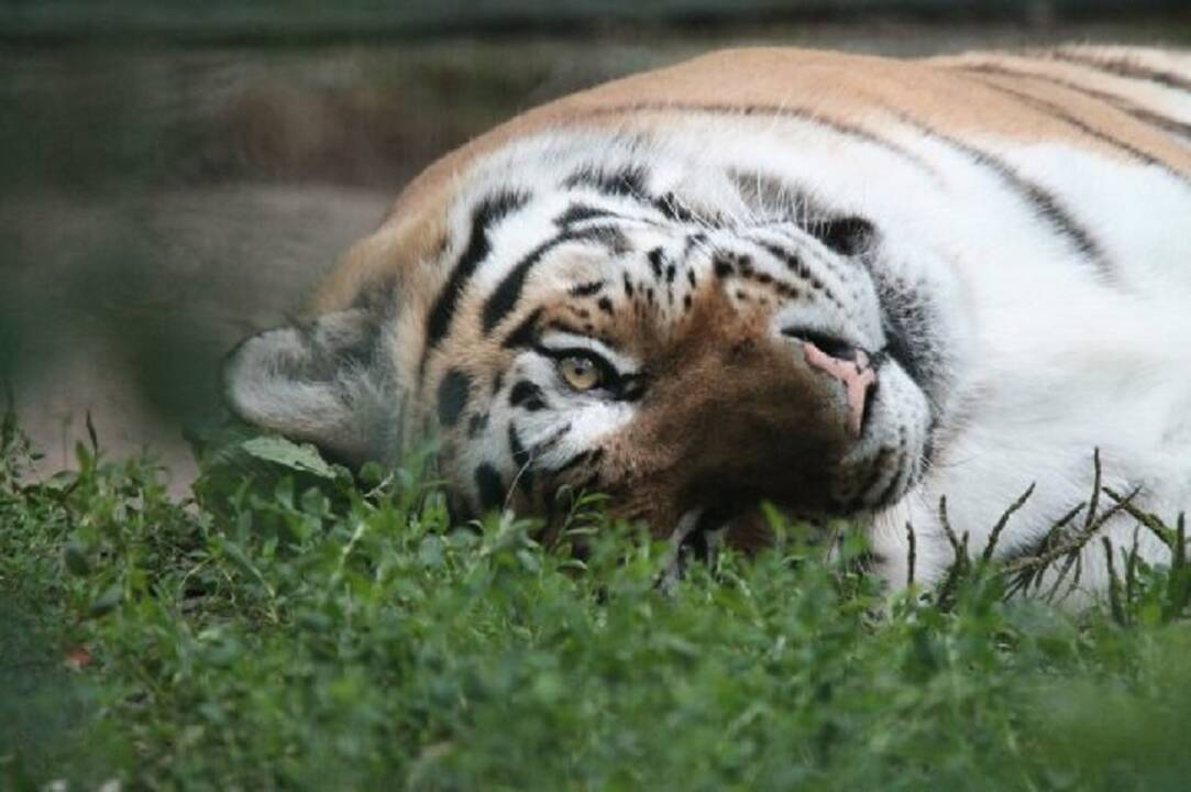 Lietuvos zoologijos sodas kviečia į 83-iąjį gimtadienį: pristatys rekonstrukcijos projektą