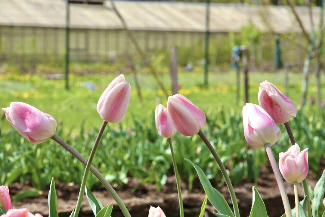 VDU Botanikos sode prasideda didysis tulpių žydėjimas