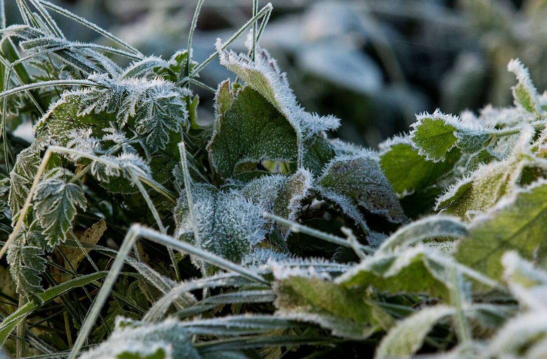 Meteorologai: naktį užfiksuotos stichinės šalnos 