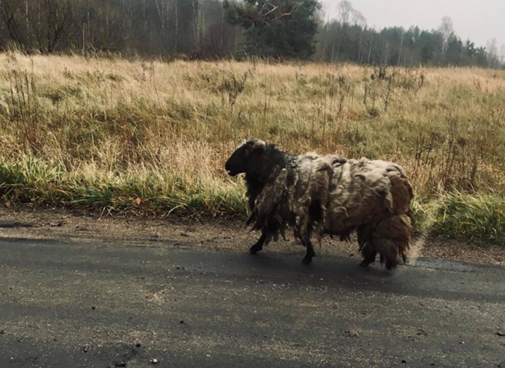 Tauragiškius šiurpino po apylinkes klajojančios apleistos avys