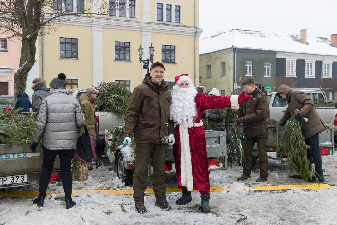 Kaune dalijamos eglės šakos