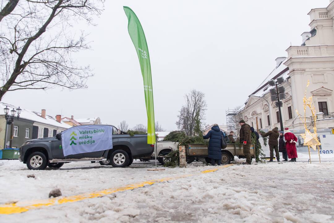 Kaune dalijamos eglės šakos