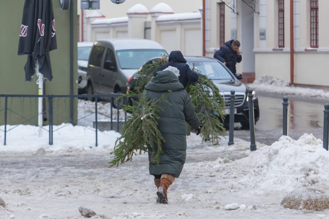 Kaune dalijamos eglės šakos