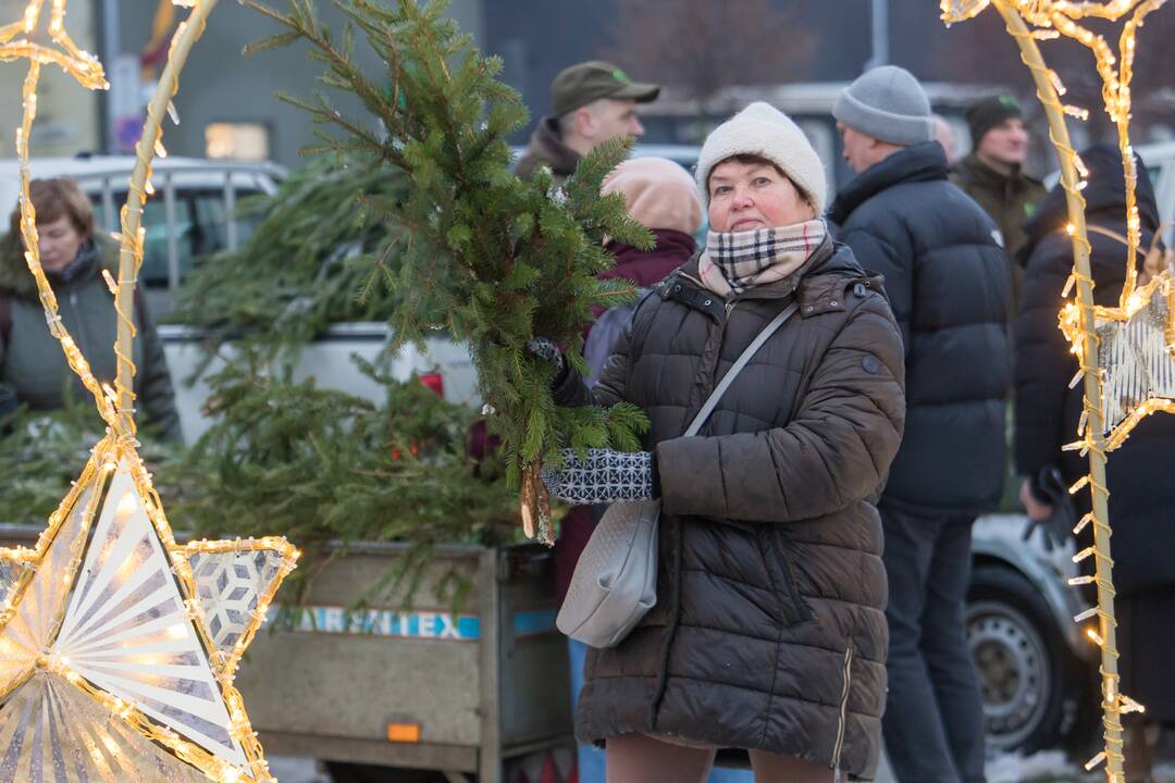 Kaune dalijamos eglės šakos