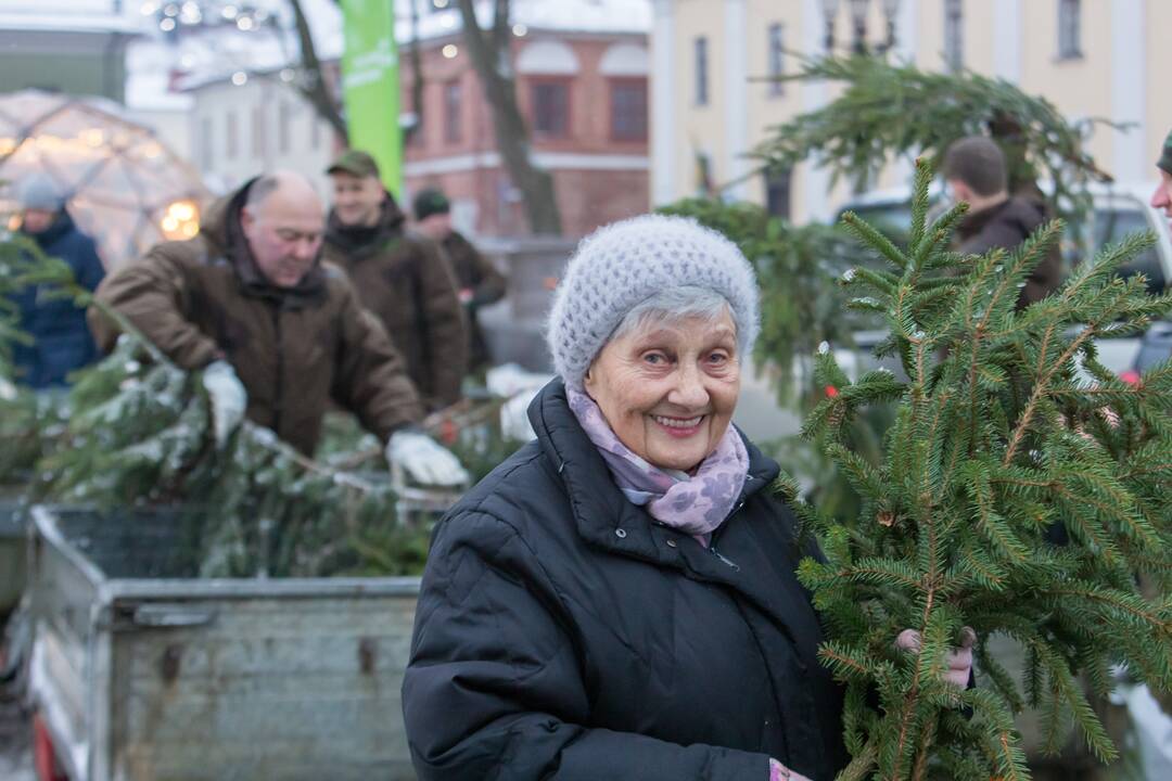 Kaune dalijamos eglės šakos