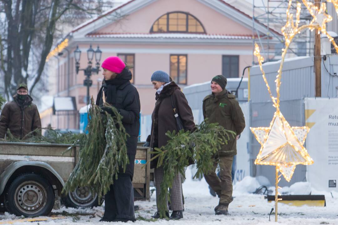 Kaune dalijamos eglės šakos
