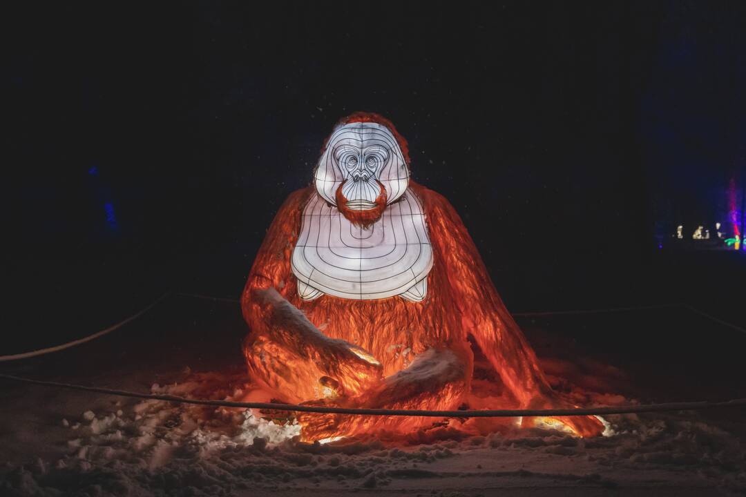 Šviesų festivalis botanikos sode