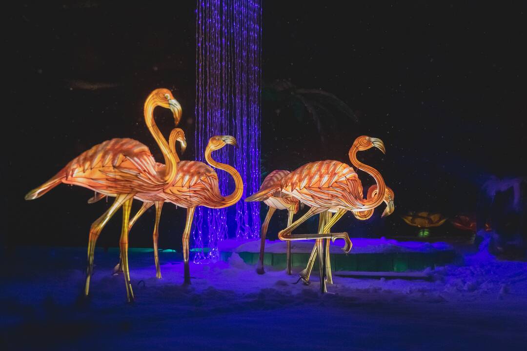 Šviesų festivalis botanikos sode