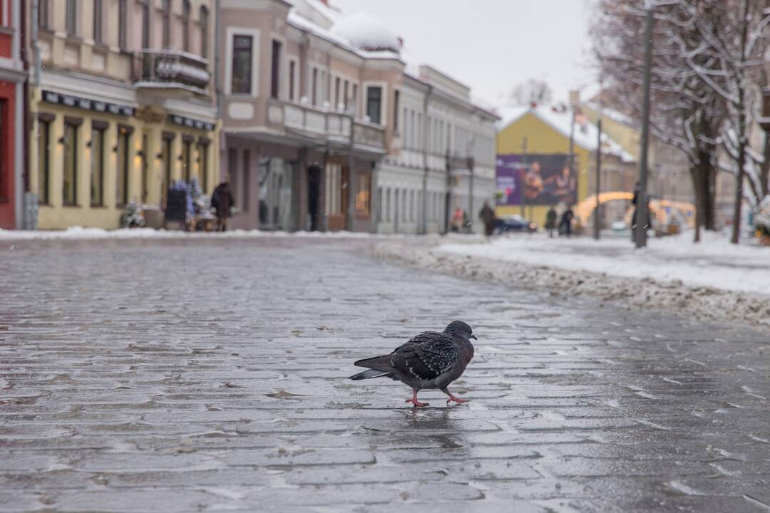 Vilniaus gatvės darbai