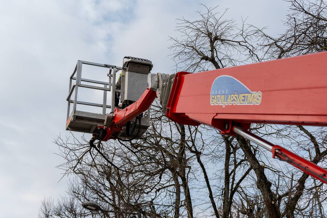 Laisvės alėjoje kertamos liepos