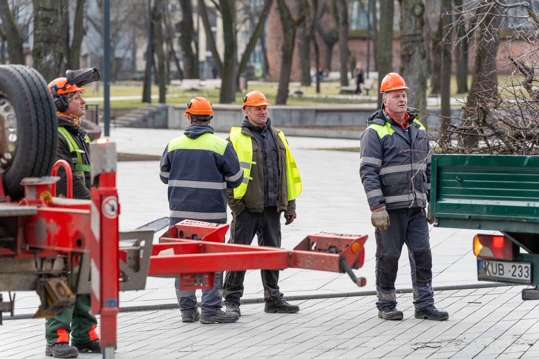 Laisvės alėjoje kertamos liepos