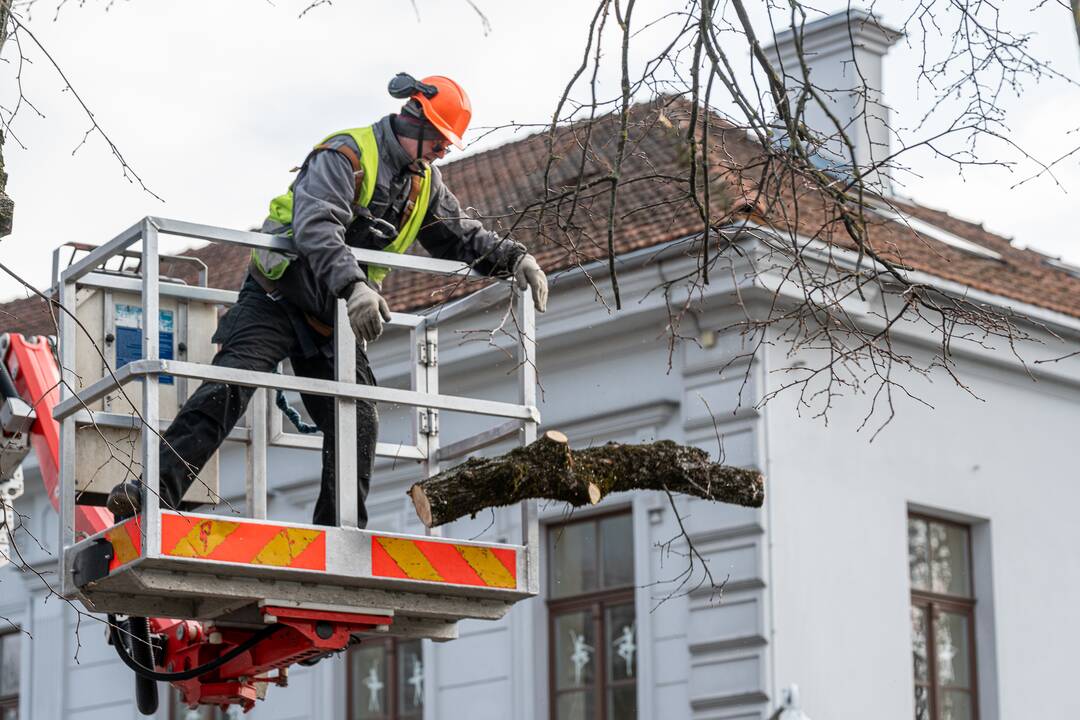 Laisvės alėjoje kertamos liepos
