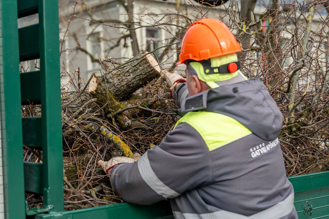 Laisvės alėjoje kertamos liepos