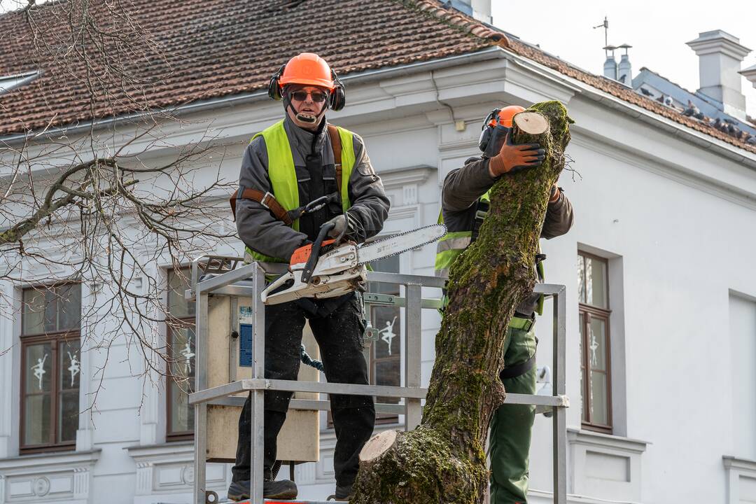 Laisvės alėjoje kertamos liepos