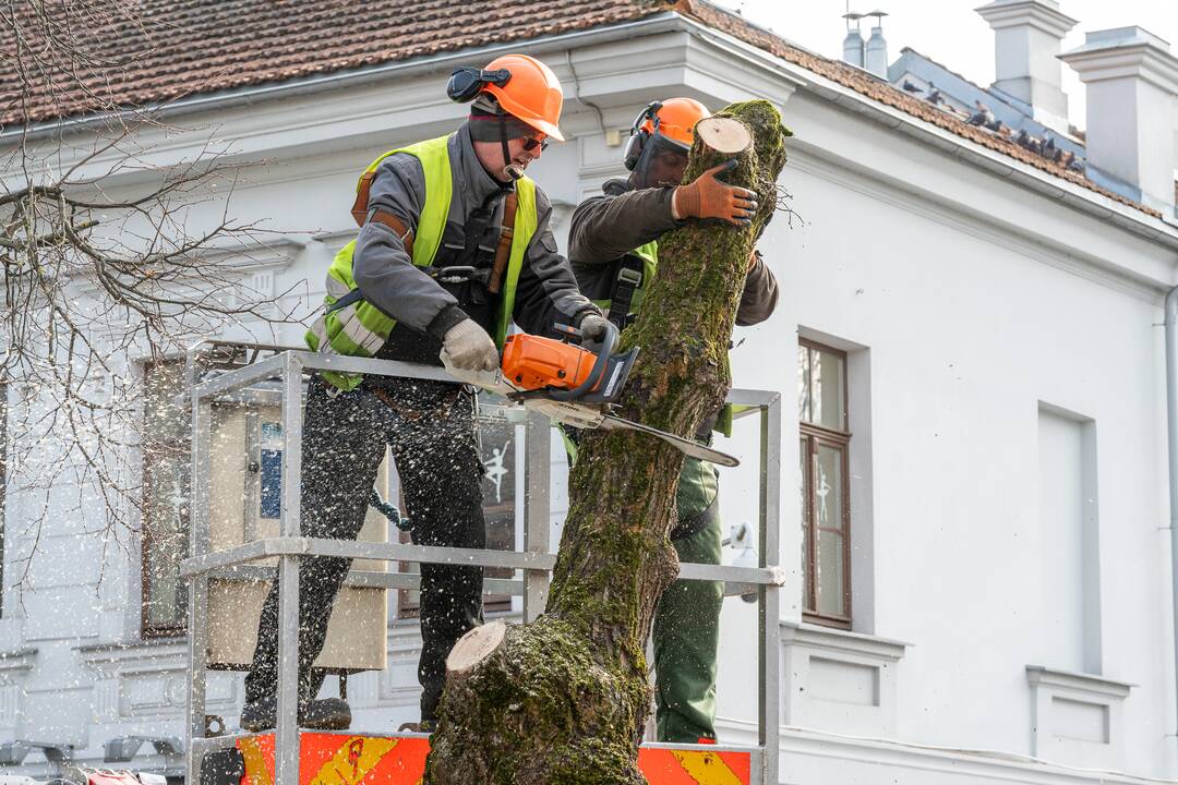 Laisvės alėjoje kertamos liepos
