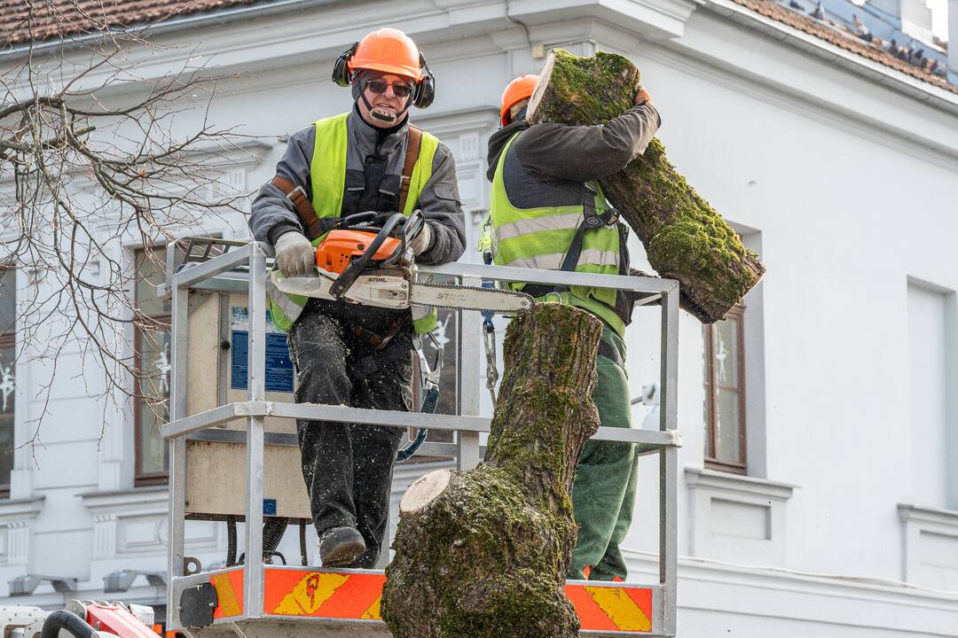 Laisvės alėjoje kertamos liepos