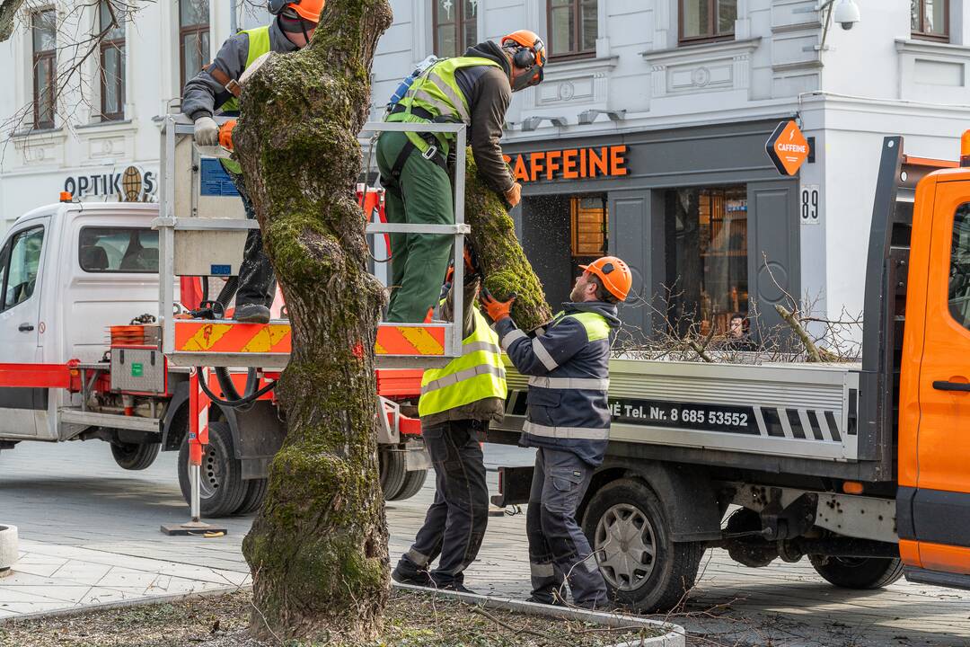 Laisvės alėjoje kertamos liepos