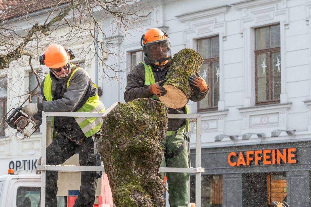 Laisvės alėjoje kertamos liepos