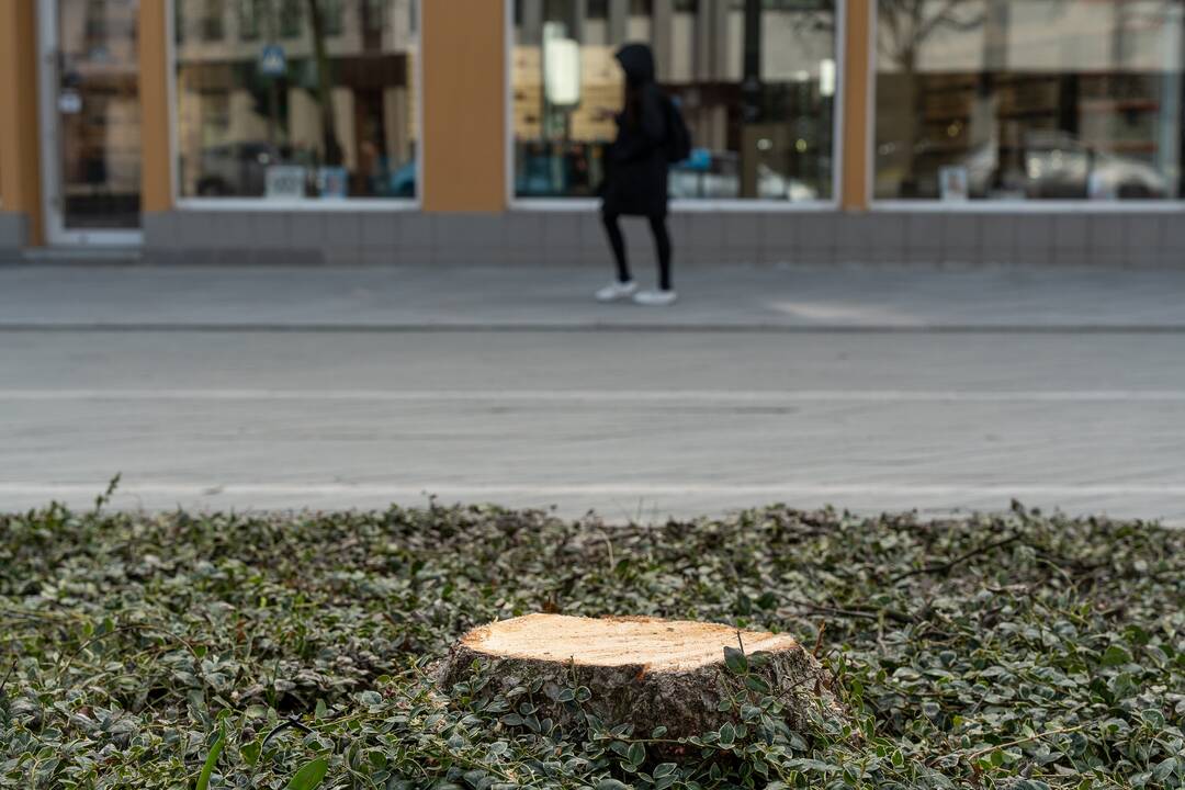Laisvės alėjoje kertamos liepos