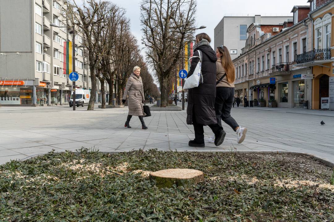 Laisvės alėjoje kertamos liepos